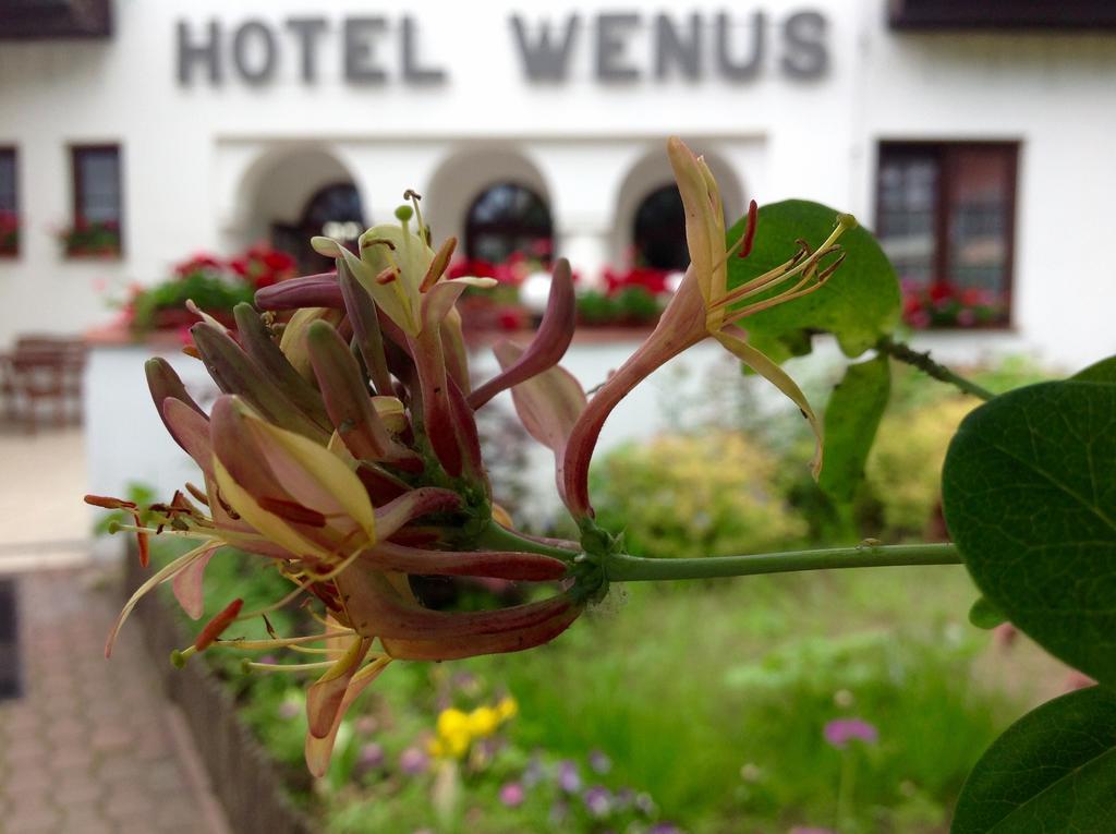 Hotel Wenus Казимеж-Дольны Экстерьер фото